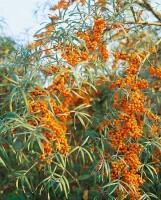 Hippophae rhamnoides Askola  60- 100 cm