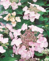 Hydrangea macrophylla Blaumeise rosa C5 Pflanzware mit...