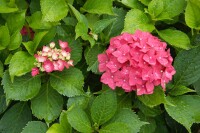 Hydrangea macrophylla Hamburg 30- 40 cm