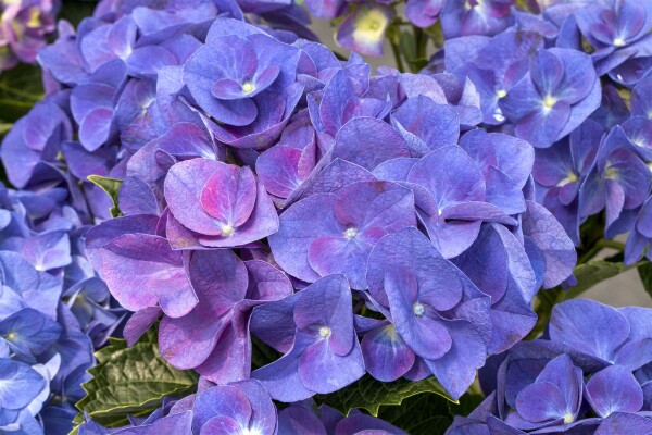 Hydrangea macrophylla Jip Blue  C5 Pflanzware mit Bildetikett 30-40