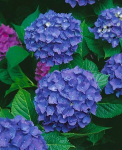 Hydrangea macrophylla Jip Blue  C5 Pflanzware mit Bildetikett 30-40