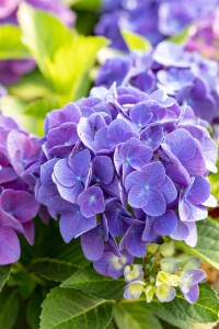 Hydrangea macrophylla Jip Blue  C5 Pflanzware mit Bildetikett 30-40