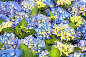 Hydrangea macrophylla Jip Blue  C5 Pflanzware mit Bildetikett 30-40