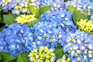 Hydrangea macrophylla Jip Blue  C5 Pflanzware mit Bildetikett 30-40