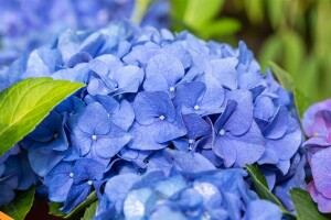 Hydrangea macrophylla Jip Blue  C5 Pflanzware mit Bildetikett 30-40