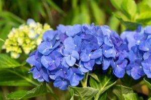 Hydrangea macrophylla Jip Blue  C5 Pflanzware mit Bildetikett 30-40