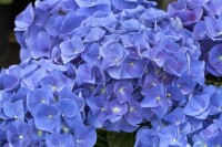 Hydrangea macrophylla Jip Blue  C5 Pflanzware mit Bildetikett 30-40