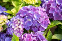 Hydrangea macrophylla Jip Blue  C5 Pflanzware mit Bildetikett 30-40