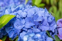 Hydrangea macrophylla Jip Blue  C5 Pflanzware mit Bildetikett 30-40