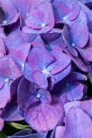 Hydrangea macrophylla Jip Blue  C5 Pflanzware mit Bildetikett 30-40