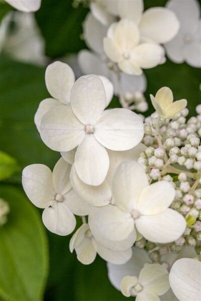 Hydrangea macrophylla Lanarth White 30- 40 cm