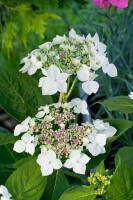 Hydrangea macrophylla Lanarth White 30- 40 cm