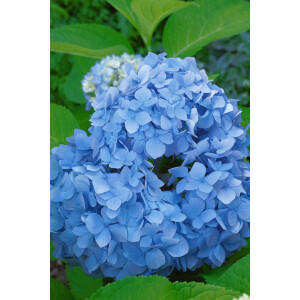 Hydrangea macrophylla Nikko Blue 40- 60 cm