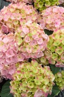 Hydrangea macrophylla Pink Sensation  C5 Pflanzware mit...