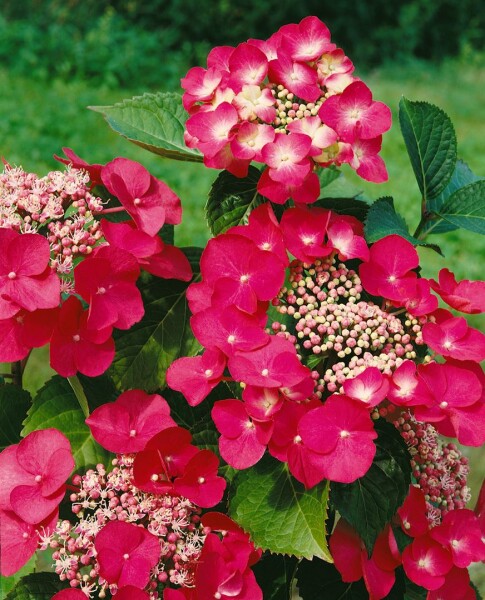 Hydrangea macrophylla Rotschwanz 40- 60 cm