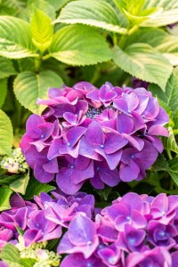 Hydrangea macrophylla Schöne Bautznerin lila C5 Pflanzware mit Bildetikett 30-40