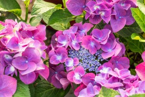 Hydrangea macrophylla Schöne Bautznerin lila C5 Pflanzware mit Bildetikett 30-40