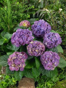 Hydrangea macrophylla Schöne Bautznerin lila C5 Pflanzware mit Bildetikett 30-40