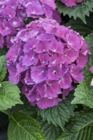 Hydrangea macrophylla Schöne Bautznerin lila C5 Pflanzware mit Bildetikett 30-40