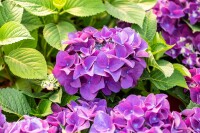 Hydrangea macrophylla Schöne Bautznerin lila C5 Pflanzware mit Bildetikett 30-40