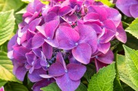 Hydrangea macrophylla Schöne Bautznerin lila C5 Pflanzware mit Bildetikett 30-40