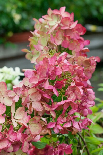 Hydrangea paniculata Mega Mindy  C5 geschnitten