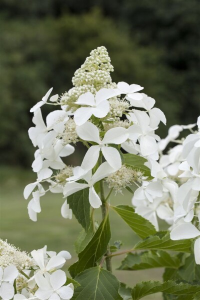 Hydrangea paniculata Skyfall 9 cm Topf - Höhe variiert