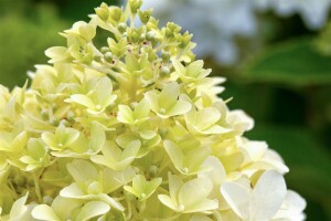 Hydrangea paniculata Skyfall 9 cm Topf - Höhe variiert