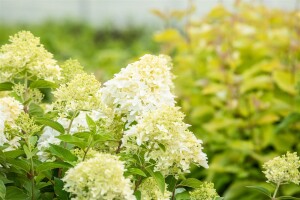 Hydrangea paniculata Skyfall 9 cm Topf - Höhe variiert