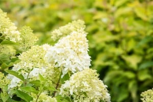 Hydrangea paniculata Skyfall 9 cm Topf - Höhe variiert