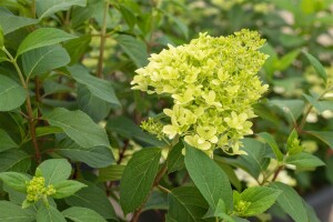 Hydrangea paniculata Skyfall 9 cm Topf - Höhe variiert