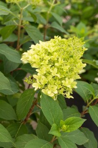 Hydrangea paniculata Skyfall 9 cm Topf - Höhe variiert