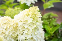 Hydrangea paniculata Skyfall 9 cm Topf - Höhe variiert