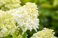 Hydrangea paniculata Skyfall 9 cm Topf - Höhe variiert