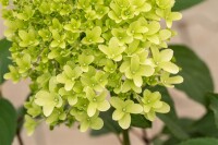 Hydrangea paniculata Skyfall 9 cm Topf - Höhe variiert