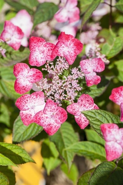 Hydrangea serrata Benigaku 30- 40 cm