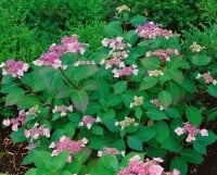 Hydrangea serrata Benigaku 30- 40 cm