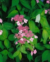 Hydrangea serrata Benigaku 30- 40 cm