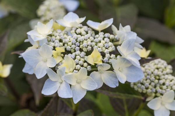 Hydrangea serrata Blue Deckle 30- 40 cm