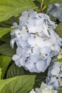 Hydrangea serrata Blue Deckle 30- 40 cm