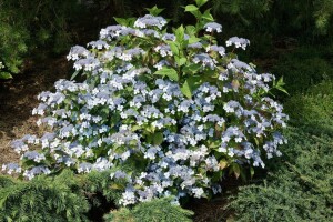 Hydrangea serrata Blue Deckle 30- 40 cm