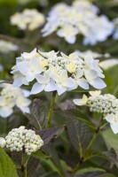 Hydrangea serrata Blue Deckle 30- 40 cm