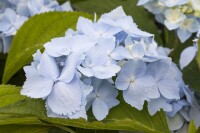 Hydrangea serrata Blue Deckle 30- 40 cm