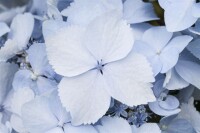 Hydrangea serrata Blue Deckle 30- 40 cm