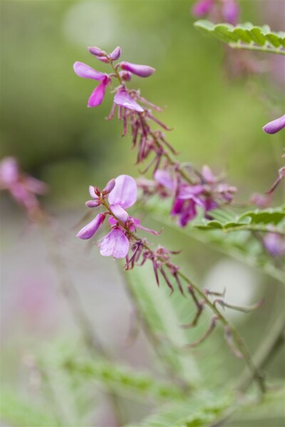 Indigofera himalayensis Silk Road 30- 40 cm