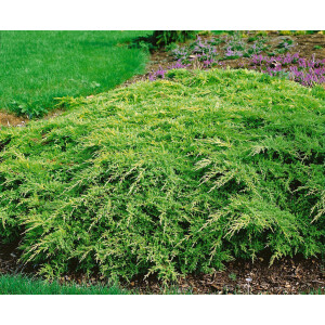 Juniperus chinensis Goldstar 15- 20 cm
