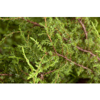 Juniperus communis Hornibrookii 20- 30 cm