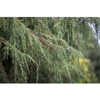 Juniperus communis Horstmann 4xv mDb 150- 175 cm...