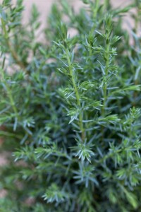 Juniperus communis Sentinel 30- 40 cm