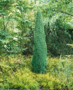 Juniperus communis Sentinel 30- 40 cm